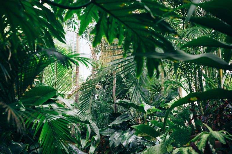 Riego eficiente: cómo cuidar tus plantas sin desperdiciar agua